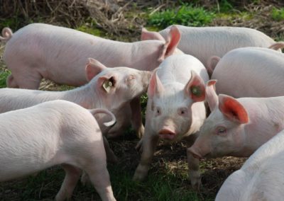 Netto indfører grisekød fra opdræt uden antibiotika